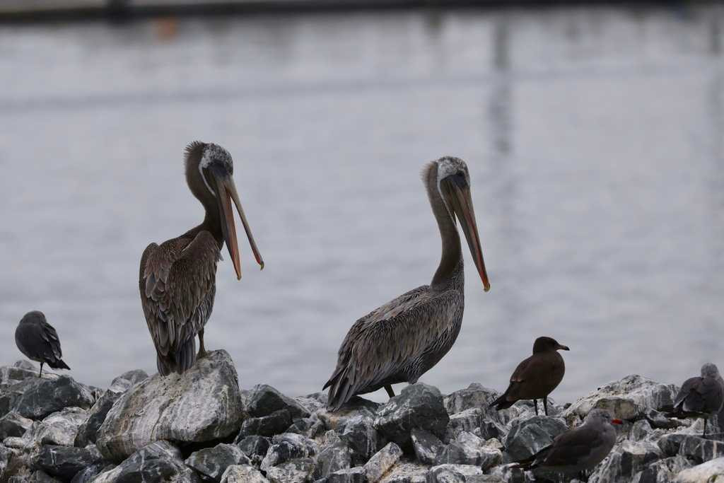 Two pelicans on some rocks