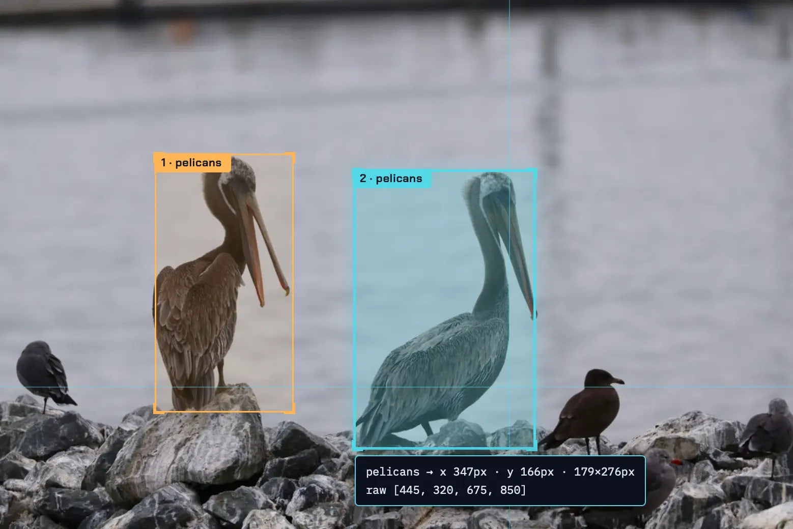 A photograph of two pelicans on a rocky outcrop, with three other smaller birds. The pelicans both have bounding boxes exactly surrounding them, each with a label that says pelican.